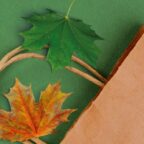  Premio Compraverde 2021, c’è tempo fino al 24 settembre per partecipare